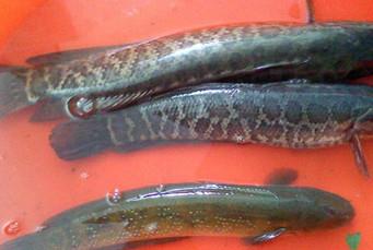 黑鱼是海鲜吗？黑鱼是外来物种吗