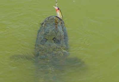 ​黑鱼是海鲜吗？黑鱼是外来物种吗