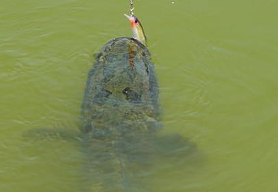 黑鱼是海鲜吗？黑鱼是外来物种吗