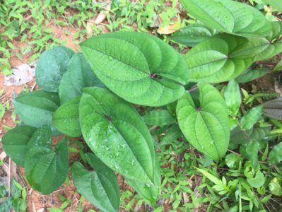 ​人称“野山药”，果实可当零食，野生价值高，补虚效果是一绝