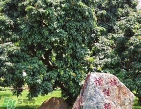 挂绿为什么只有一株？挂绿荔枝为什么不多种？