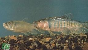 马口鱼是海鱼吗?马口鱼是什么鱼 马口鱼是海鱼吗?马口鱼是什么鱼