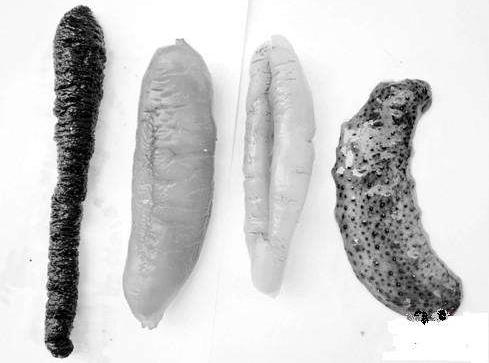 海参刺多好还是刺少好？海参没有刺是怎么回事？