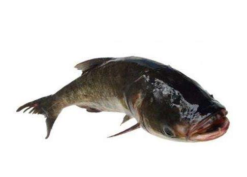 胖头鱼身子怎么做好吃 这几招就够了 胖头鱼身子怎么做好吃 这几招就够了