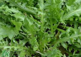 荠菜可以和西红柿一起吃吗？荠菜和西红柿一起吃好吗？