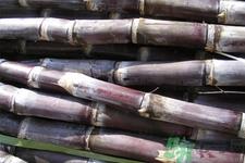 甘蔗发红还能吃吗?甘蔗中间发红是怎么回事? 甘蔗发红还能吃吗?甘蔗中间发红是怎么回事?