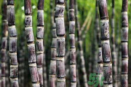 甘蔗发红还能吃吗?甘蔗中间发红是怎么回事? 甘蔗发红还能吃吗?甘蔗中间发红是怎么回事?