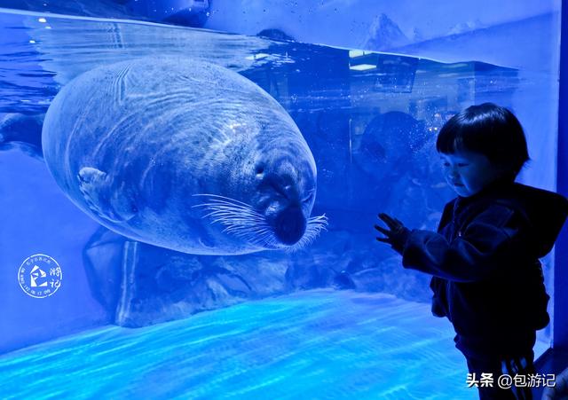 上海市海洋馆游玩（全球最大极地海洋世界落户上海）(31)