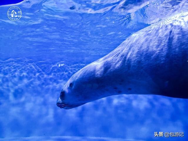 上海市海洋馆游玩（全球最大极地海洋世界落户上海）(26)