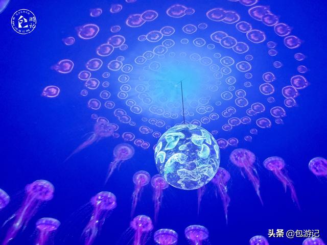 上海市海洋馆游玩（全球最大极地海洋世界落户上海）(49)