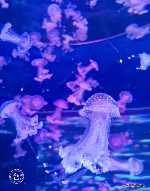 上海市海洋馆游玩（全球最大极地海洋世界落户上海）(10)