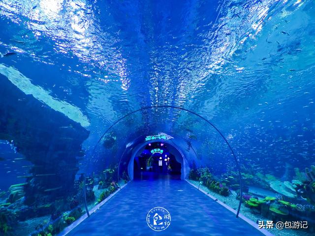 上海市海洋馆游玩（全球最大极地海洋世界落户上海）(58)