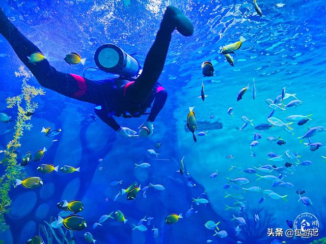 上海市海洋馆游玩（全球最大极地海洋世界落户上海）(7)