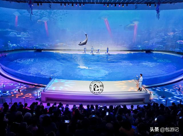 上海市海洋馆游玩（全球最大极地海洋世界落户上海）(61)