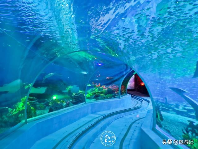 上海市海洋馆游玩（全球最大极地海洋世界落户上海）(36)