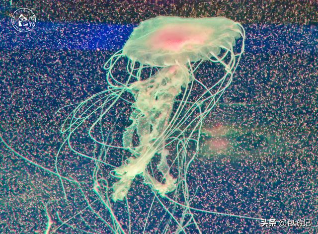 上海市海洋馆游玩（全球最大极地海洋世界落户上海）(12)