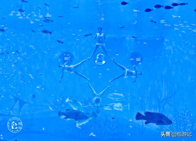 上海市海洋馆游玩（全球最大极地海洋世界落户上海）(55)