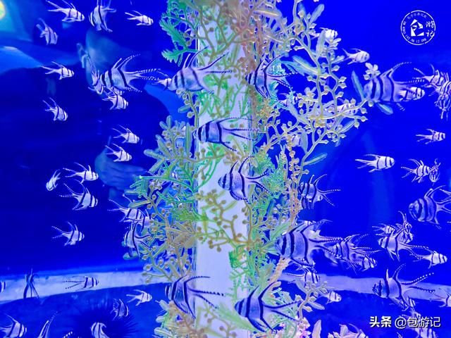 上海市海洋馆游玩（全球最大极地海洋世界落户上海）(59)