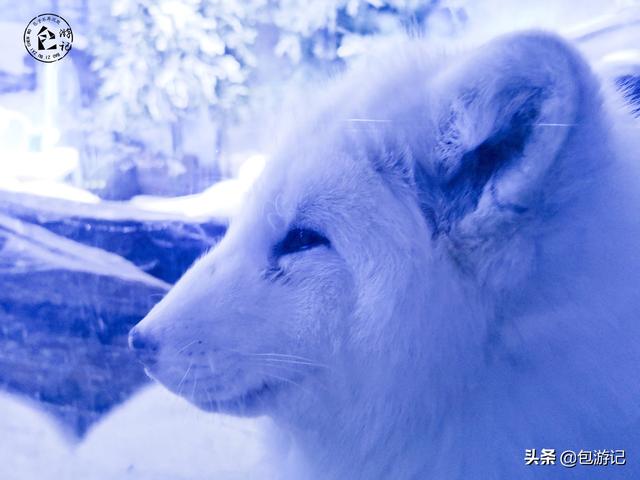 上海市海洋馆游玩（全球最大极地海洋世界落户上海）(25)