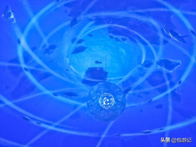 上海市海洋馆游玩（全球最大极地海洋世界落户上海）(50)