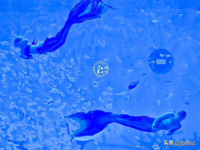 上海市海洋馆游玩（全球最大极地海洋世界落户上海）(56)