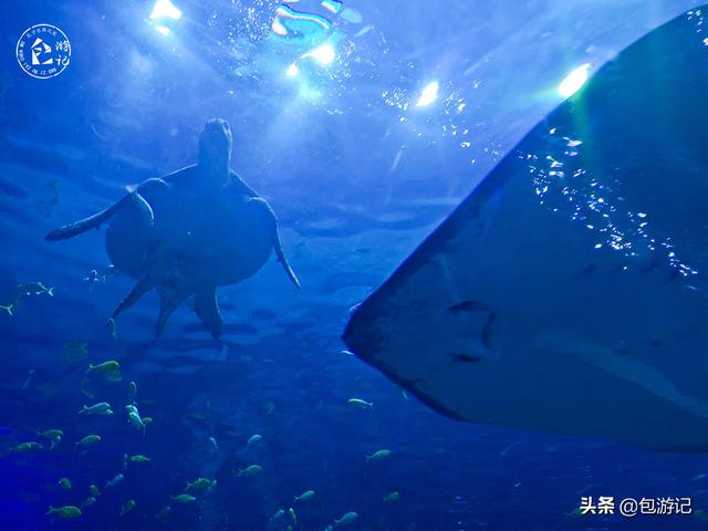 上海市海洋馆游玩（全球最大极地海洋世界落户上海）(60)