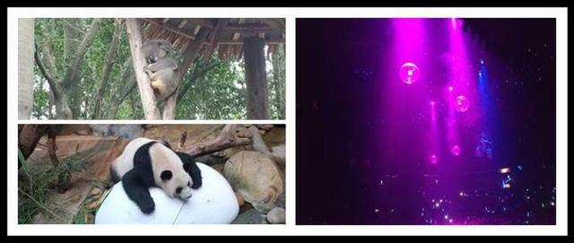 广州长隆动物园攻略一日游（一篇玩转广州长隆野生动物世界）(32)