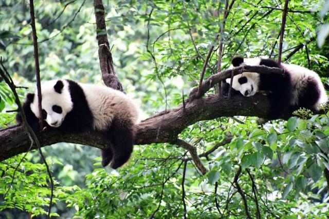 熊猫旅游全攻略（玩转天府旅游名品）(5)