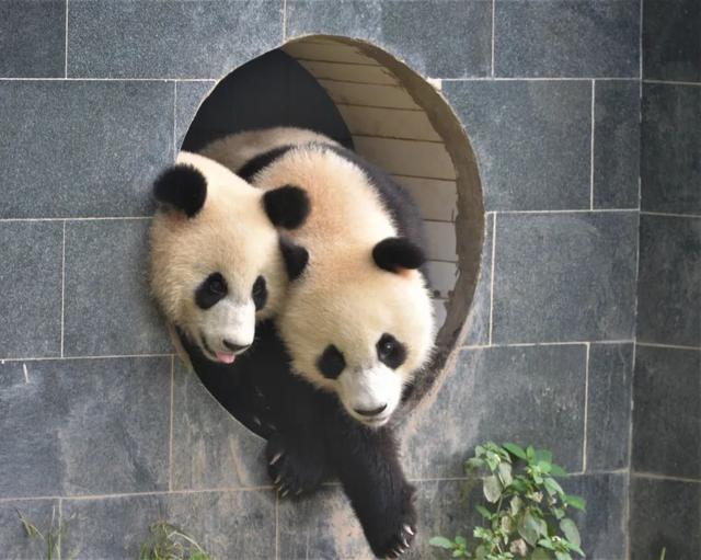 熊猫旅游全攻略（玩转天府旅游名品）(7)