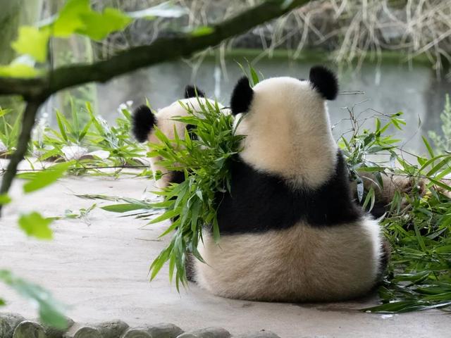 熊猫旅游全攻略（玩转天府旅游名品）(3)