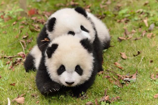 熊猫旅游全攻略（玩转天府旅游名品）(14)