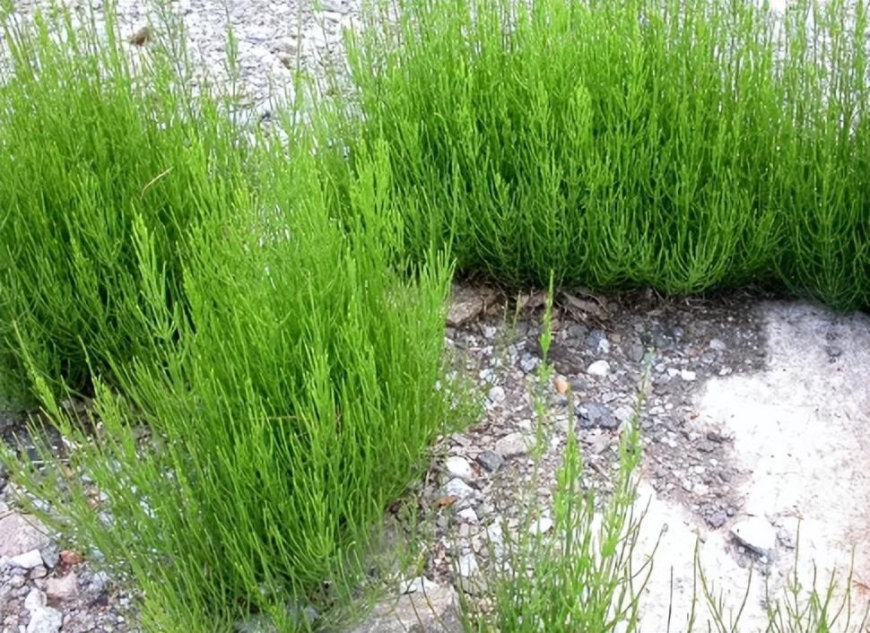 吸黄金的荆草是什么样子的-（问荆草下面真的有黄金吗）(图1)