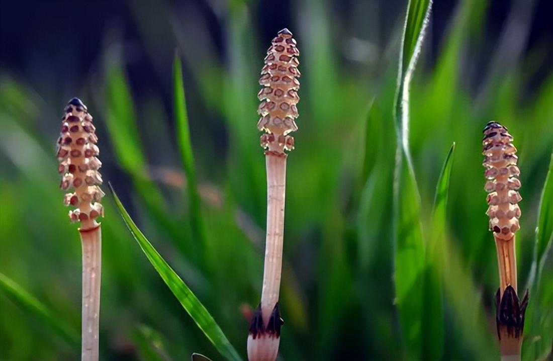 吸黄金的荆草是什么样子的-（问荆草下面真的有黄金吗）(图5)