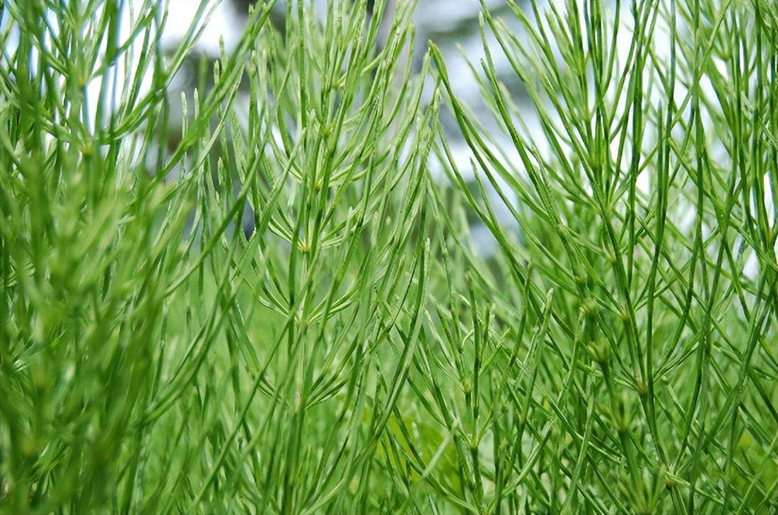 吸黄金的荆草是什么样子的-（问荆草下面真的有黄金吗）(图6)