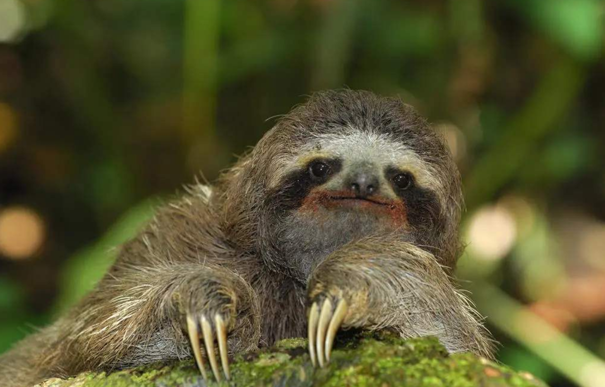 堪称地球上最懒的生物（十年不进食的两栖动物）(图1)