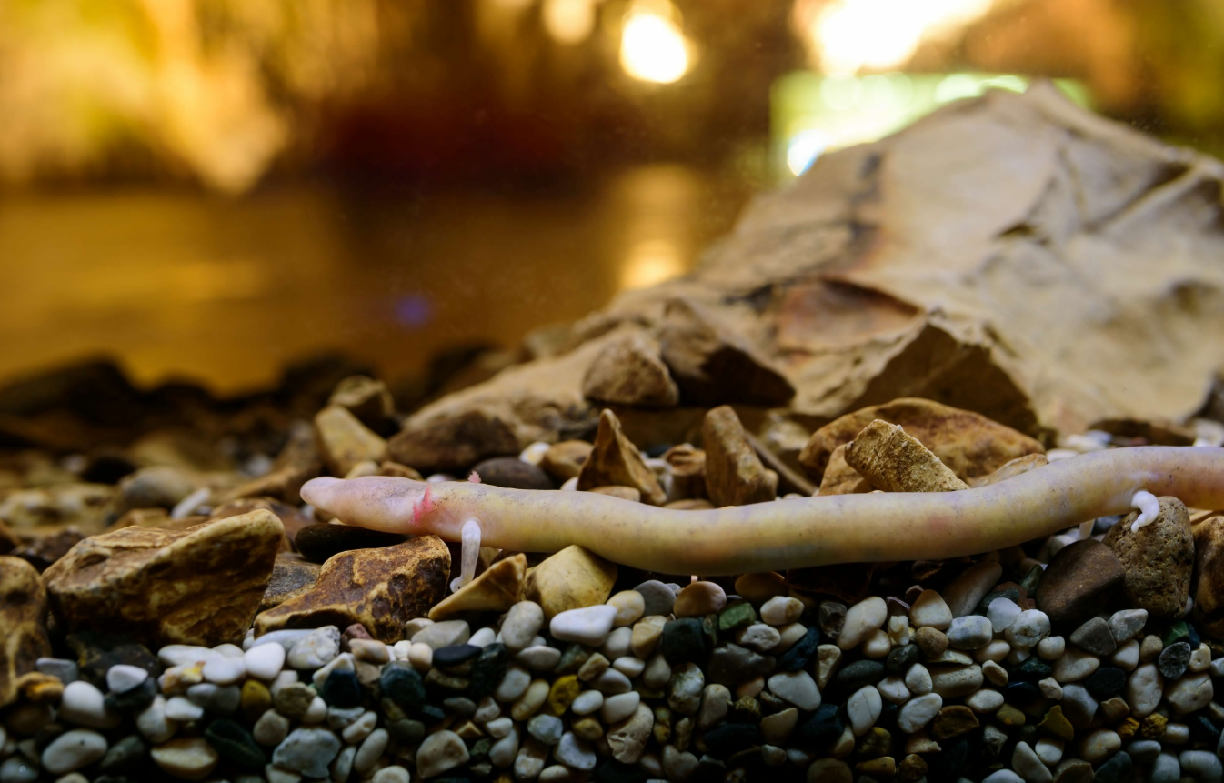 堪称地球上最懒的生物（十年不进食的两栖动物）(图5)