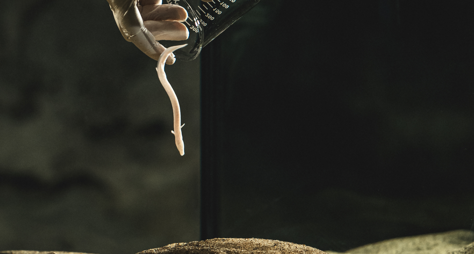 堪称地球上最懒的生物（十年不进食的两栖动物）(图3)