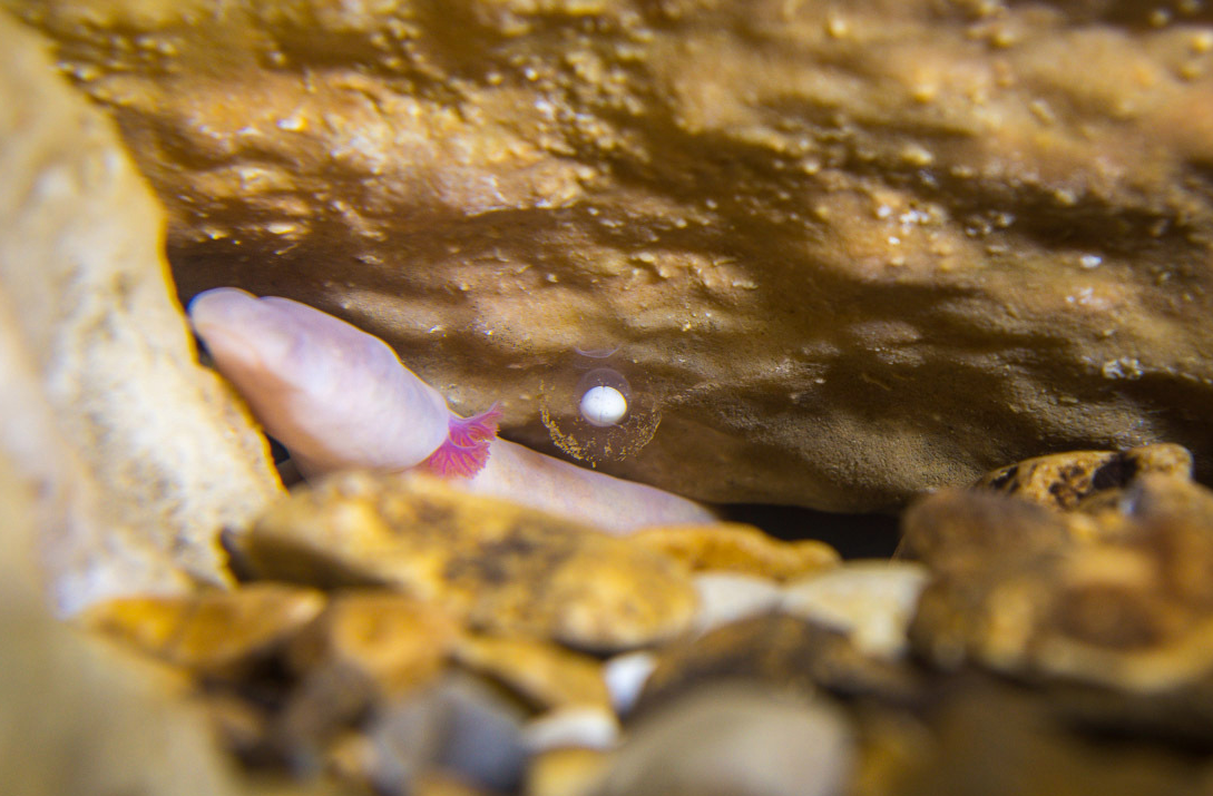 堪称地球上最懒的生物（十年不进食的两栖动物）(图7)