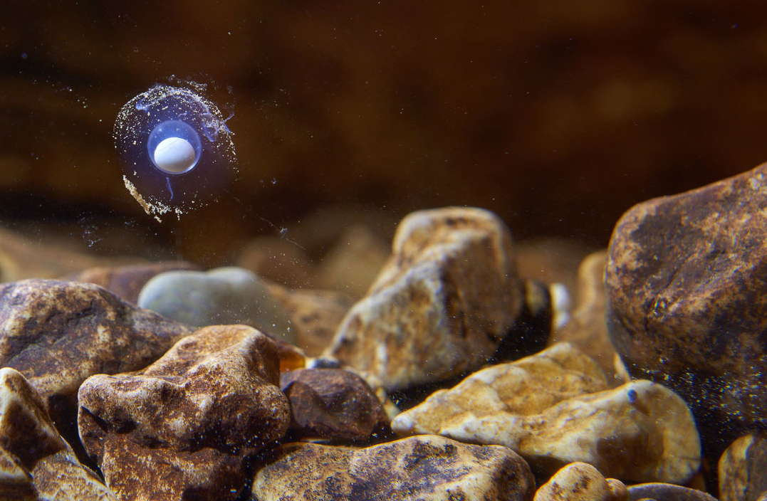 堪称地球上最懒的生物（十年不进食的两栖动物）(图8)