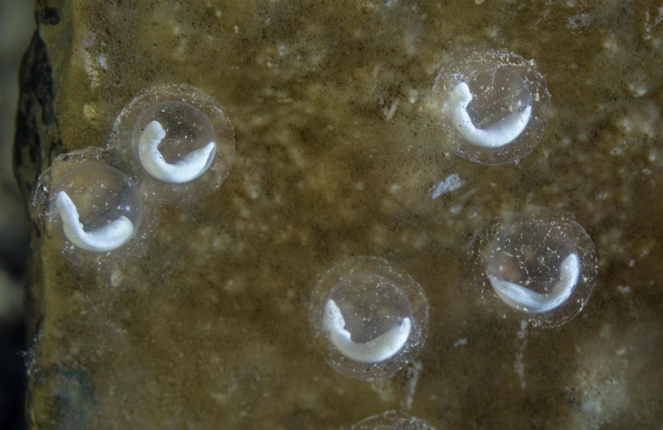 堪称地球上最懒的生物（十年不进食的两栖动物）(图4)