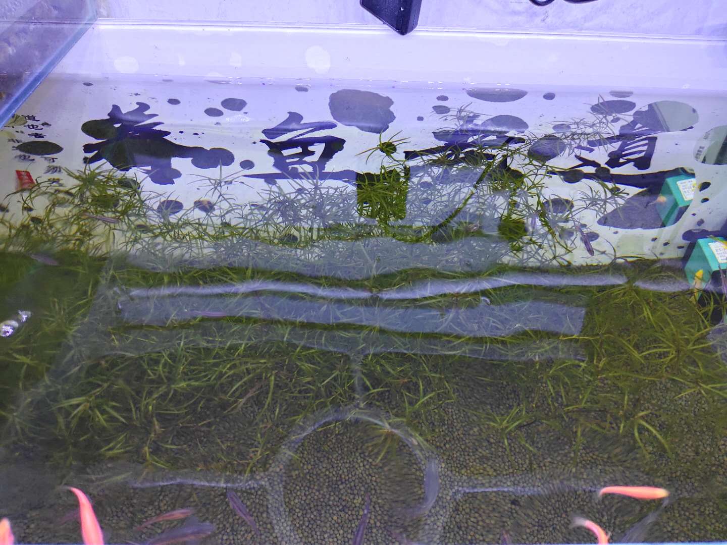 鱼缸全是泡沫怎么回事（鱼缸水很清但是有泡沫怎么回事）(图5)