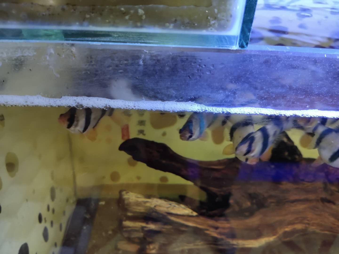 鱼缸全是泡沫怎么回事（鱼缸水很清但是有泡沫怎么回事）(图3)