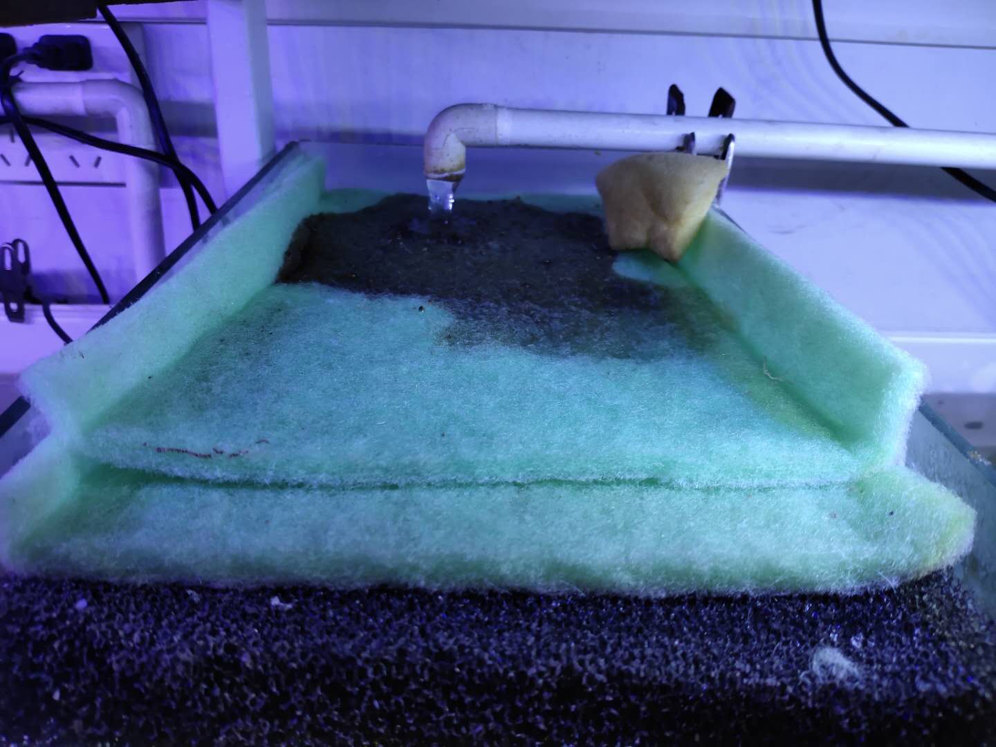 鱼缸全是泡沫怎么回事（鱼缸水很清但是有泡沫怎么回事）(图2)