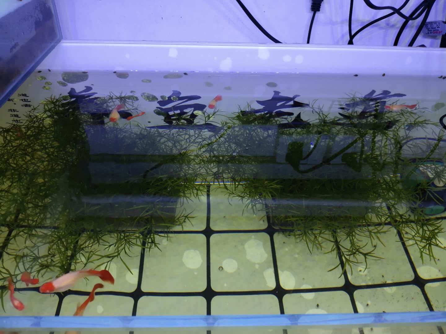 鱼缸全是泡沫怎么回事（鱼缸水很清但是有泡沫怎么回事）(图4)