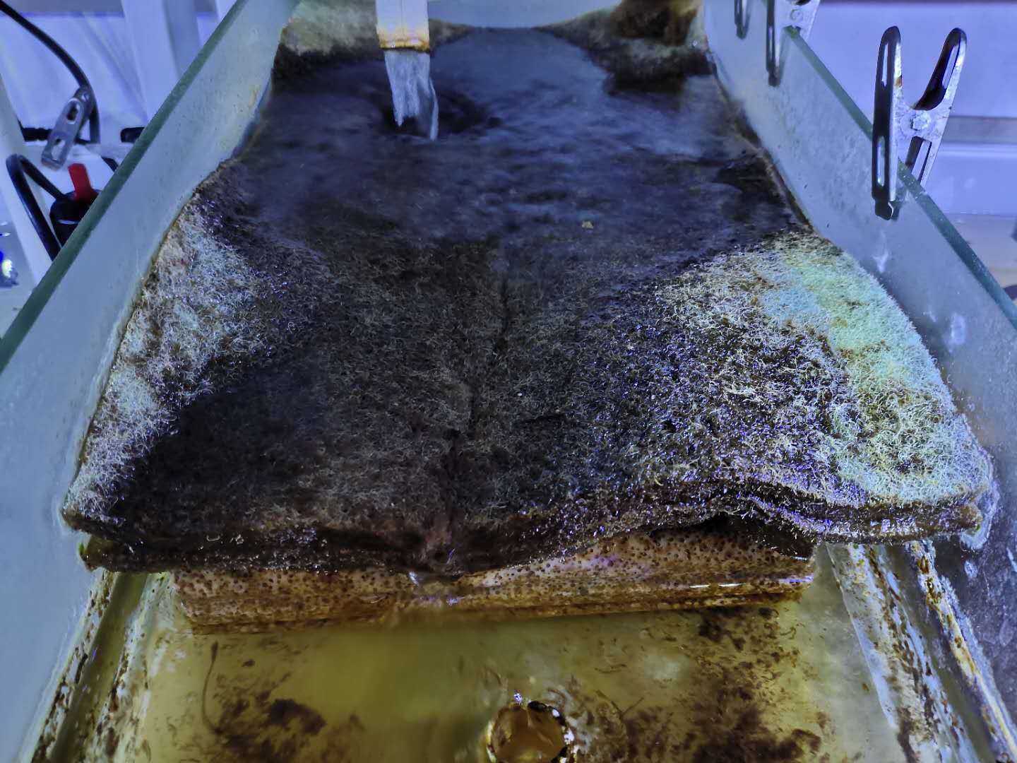 鱼缸全是泡沫怎么回事（鱼缸水很清但是有泡沫怎么回事）(图1)