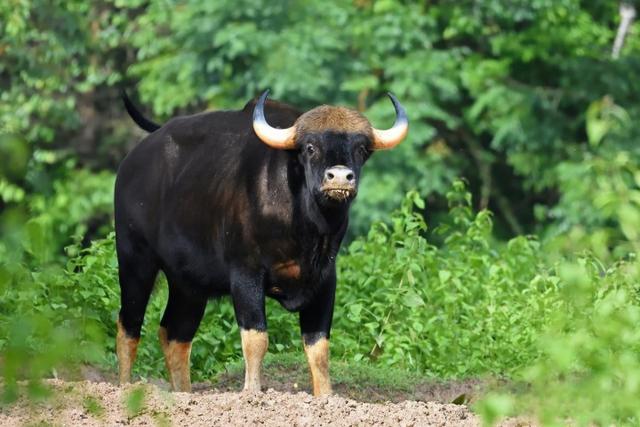 云南惊现“牛魔王”印度野牛，肌肉发达惹人心动，能否驯化杂交？-