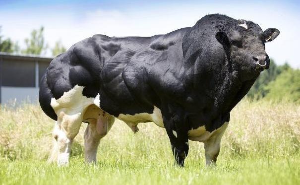 云南惊现“牛魔王”印度野牛，肌肉发达惹人心动，能否驯化杂交？-