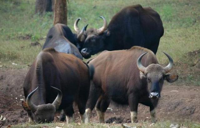 云南惊现“牛魔王”印度野牛，肌肉发达惹人心动，能否驯化杂交？-