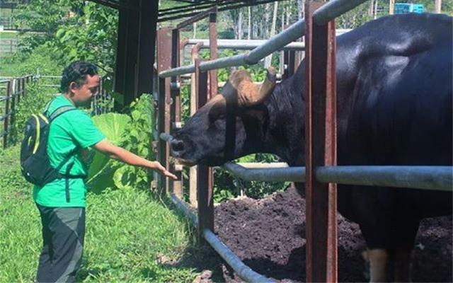 云南惊现“牛魔王”印度野牛，肌肉发达惹人心动，能否驯化杂交？-