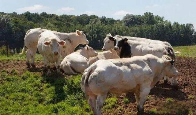 云南惊现“牛魔王”印度野牛，肌肉发达惹人心动，能否驯化杂交？-